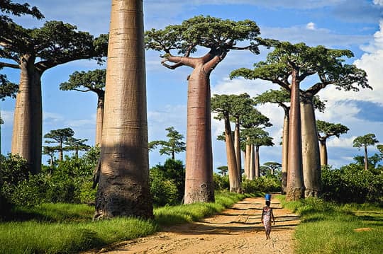 Baobab Avenue